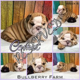 Bulldog Puppies from Bullberry Farm