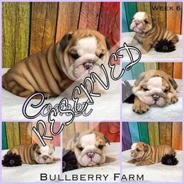 Bulldog Puppies from Bullberry Farm