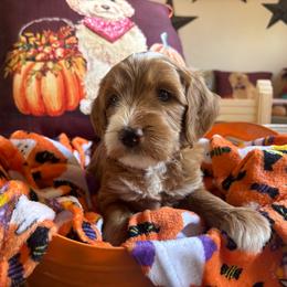 Pecan - Red  male Goldendoodle puppy in Chino Valley, Arizona from Bass Creek Doodles