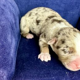 Girl 3 - Red merle Australian Shepherd puppy in West Union, Iowa from Boundless Hearts Australian Shepherds LLC