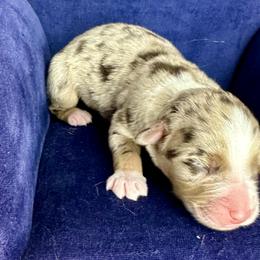 Girl 3 - Red merle Australian Shepherd puppy in West Union, Iowa from Boundless Hearts Australian Shepherds LLC