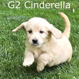 Girl 2 - Cream female Goldendoodle puppy in Milford, Michigan from Servant Kennel