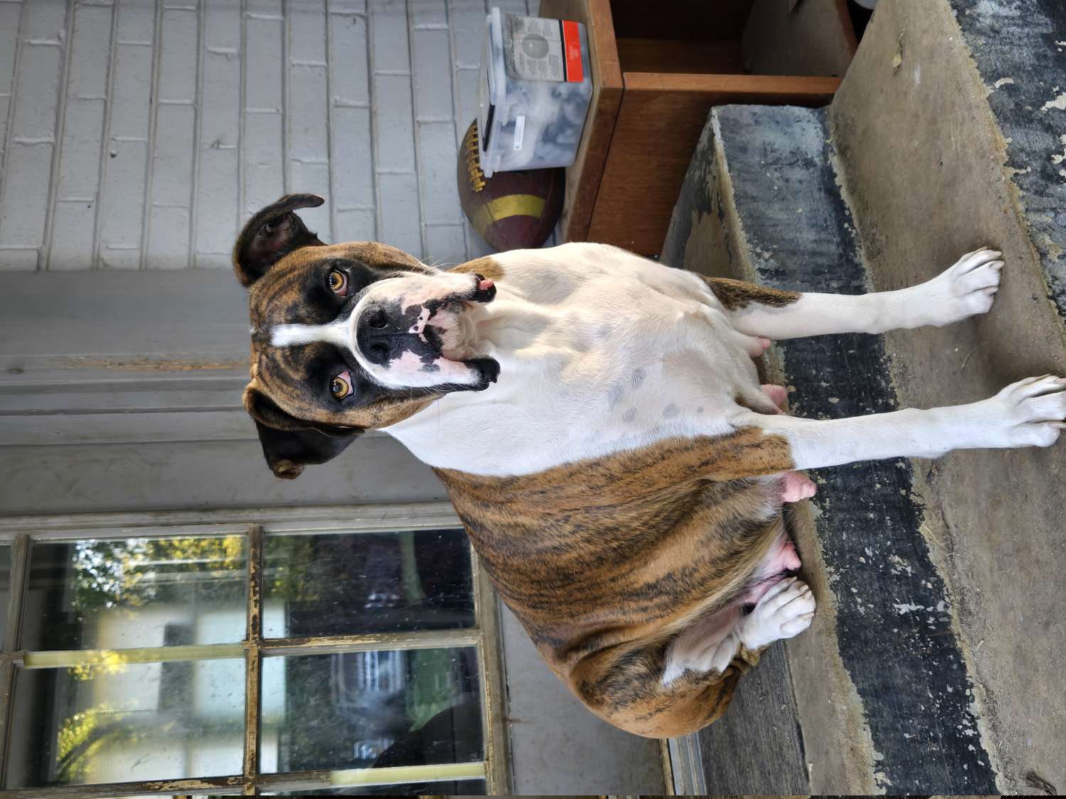 Daisy Mae - Boxer