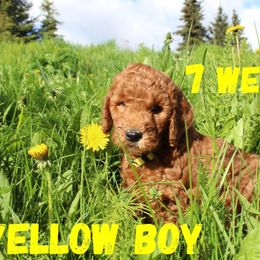 Yellow Boy - Red  Goldendoodle puppy in Anchorage, Alaska from Lindsey Family Doodles