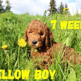 Yellow Boy - Red  Goldendoodle puppy in Anchorage, Alaska from Lindsey Family Doodles