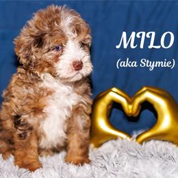 Stymie - Chocolate merle male Bernedoodle puppy in Gilbert, Arizona from Safe Havynn Doodles