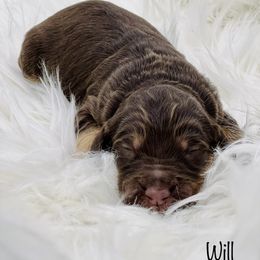 Goldendoodle Puppies from Lipscomb Doodles