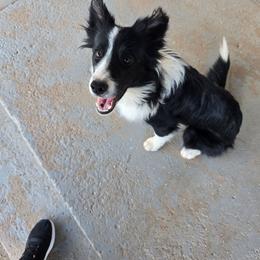 Cinder - Black and white female Border Collie puppy in Alamogordo, New Mexico from La Luz Kennel