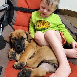 Boerboel Puppies from Standing Stone Boerboels