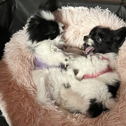 Papillon Puppies from A Circle Of Love Papillons