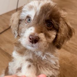 Aussiedoodle, Bordoodle, Goldendoodle, and Poodle Puppies from Calena’s Doodle Pups