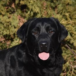Rose - Labrador Retriever