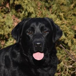 Rose - Labrador Retriever