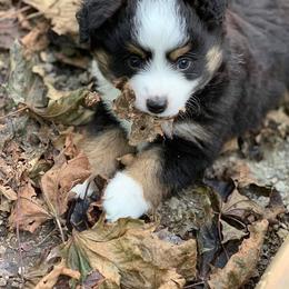 Toy Australian Shepherd Puppies from Kickapoo Creek Aussies