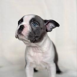 Peach - Blue female Boston Terrier puppy in West Jefferson, Ohio from Kline Kennels