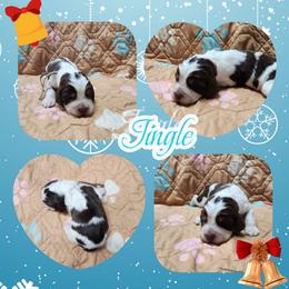 Jingle - Liver white and tan male English Springer Spaniel puppy in Westover, Maryland from Sterling's springer Haven