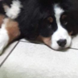 Bernese Mountain Dog Puppies from Pasch’s Beautiful Bernese