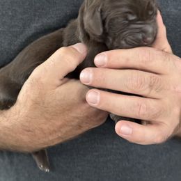 Girl 5 - Pudelpointer puppy from Saddle Creek Kennels