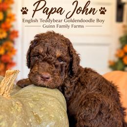 Papa John Chocolate English - Chocolate male Goldendoodle puppy in Grove, Oklahoma from Guinn Family Farms