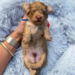 Boomer - Cream male Dachshund puppy in Weatherford, Texas from Boujee Dachshunds