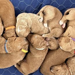 Goldendoodle puppies from Pomegranate Doodles