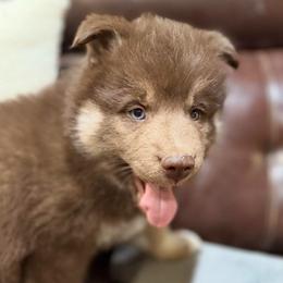 Rudolph - Red and white male Siberian Husky puppy in Ravena, New York from Osiris’s Siberians & Pomskies