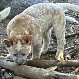 L64-01 - Red mottled male Australian Cattle Dog puppy in Sheridan, Oregon from 6pk Cattledogs