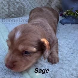 Sage - Dapple male Dachshund puppy in Lexington, Oklahoma from BooneDox Miniature Dachshunds