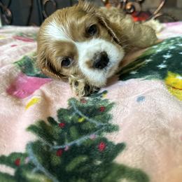 Cocker Spaniel Puppies from Fleur de Lis Cockers- Cuchna Cockers