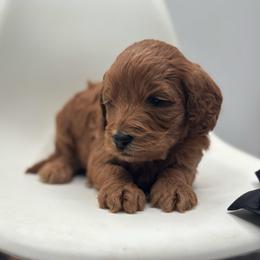 Tango - Red  male Goldendoodle puppy in Creston, Ohio from Mini Doodles Dandy
