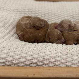 Female Puppy 3 - Apricot female Goldendoodle puppy in Modesto, California from Central Valley Canine Companions