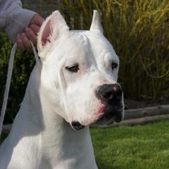 Border Collies and Dogo Argentinos from Timeless's Dogo Argentino's and Border Collies