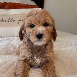 Archie - Apricot male Goldendoodle puppy in Sallisaw, Oklahoma from Huddle Puppies