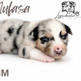 Mufasa - Blue merle male Miniature American Shepherd puppy in Leitchfield, Kentucky from Legendmaker MAS