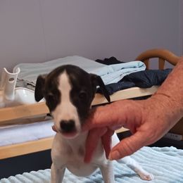 Girl 2 - White and sable female Whippet puppy in Virginia from RAJOPA WHIPPETS