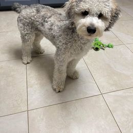 Aussiedoodle All Grown Up from Poodles and Doodles Most Excellent Adventures