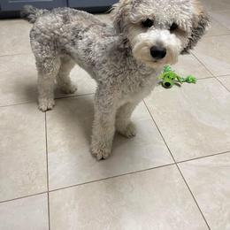 Aussiedoodle All Grown Up from Poodles and Doodles Most Excellent Adventures