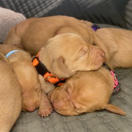 Boy 1 - Golden rust male Vizsla puppy in Riverview, Indiana from Kismet Vizslas