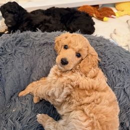 Poodle Puppies from Jewells Poodles