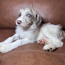 England - Merle female Labradoodle puppy in Kingston, Georgia from CC Familydoodles