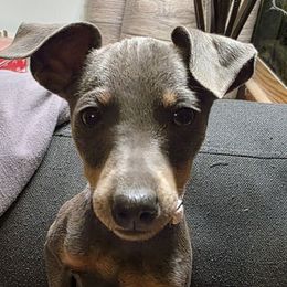 BLBLF1-Pink - Blue and tan female Miniature Pinscher puppy in Middle Point, Ohio from Knisely's Min Pins-AKC