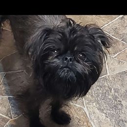 Patty - Brussels Griffon