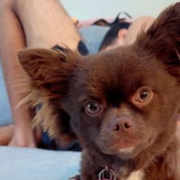Chewie - Chihuahua