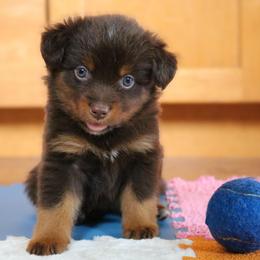 Slainte - Red tri male Miniature Australian Shepherd puppy in Melbourne, Florida from True Spirited Aussies