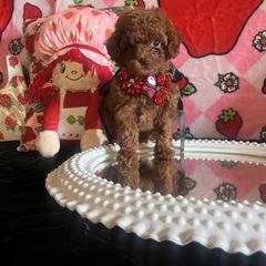 Assorted Doodle Crosses, Maltese, and Poodle Puppies from House of Poodles