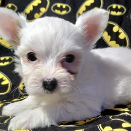Yorkshire Terriers from Haylies Fur-Ever Puppies
