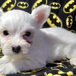 Yorkshire Terriers from Haylies Fur-Ever Puppies