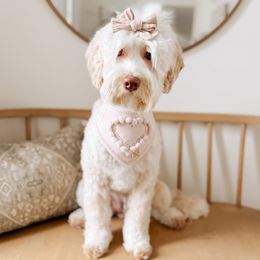 Crew - Australian Labradoodle