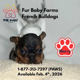 Merry - Tricolors female French Bulldog puppy in Michigan from Fur Baby Farms