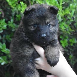 Green Collar Sable male - Sable male German Shepherd puppy in Marianna, Florida from Haus M Godwin